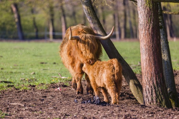 One Highland cow (Bos primigenius) taurus) and her calf stand on a meadow. A forest is in the background