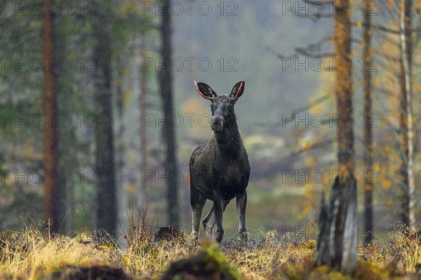 Moose, elk (Alces alces) young bull, male in the rain with small blood red antlers after shedding velvet in autumn forest, Sweden Scandinavia