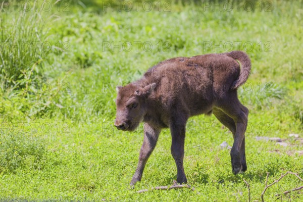 A European bison calf (Bison bonasus) walks across a green meadow