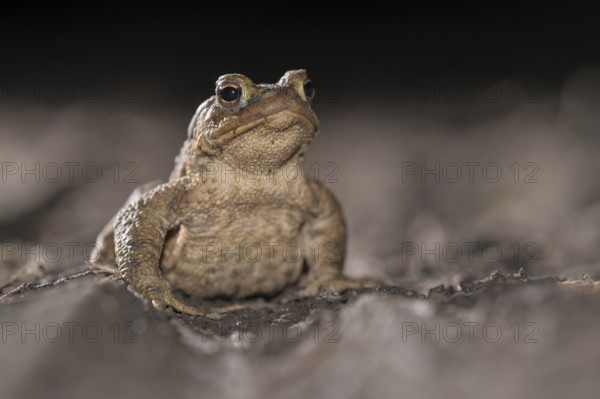 Common toad (Bufo bufo), single male, on the way to spawning waters, evening, toad migration, Bottrop, Ruhr area, North Rhine-Westphalia, Germany, Europe
