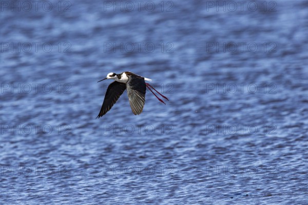 Black-necked Black-winged Stilt (Himantopus mexicanus) Pantanal Brazil