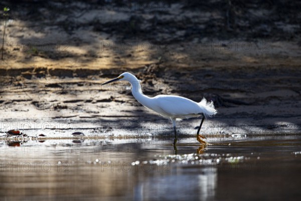 Great White Egret (Egretta thula) Pantanal Brazil
