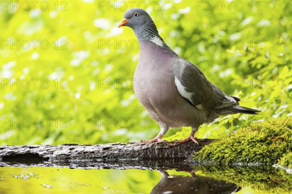 Woodpigeon (Columba palumbus) Germany