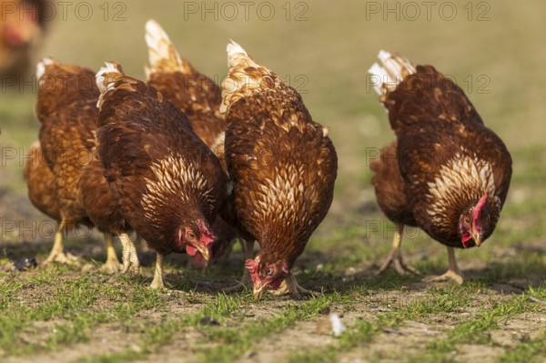 Several brown hens eating grass in a meadow in a rural setting, domestic chicken, Rhineland-Palatinate, Germany, Europe