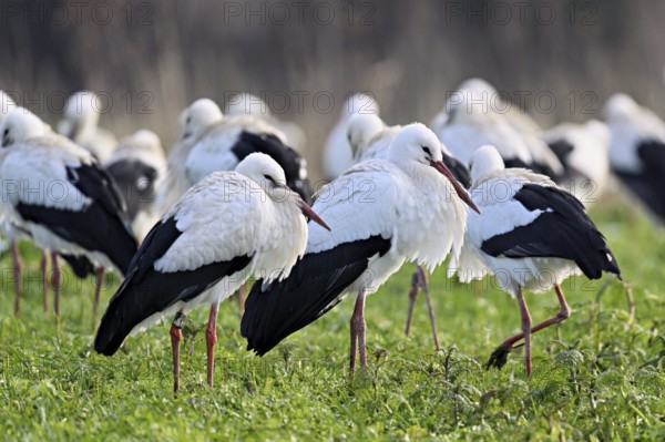 White storks (Ciconia ciconia), large flock standing in a meadow, Flachsee, Canton Aargau, Switzerland, Europe