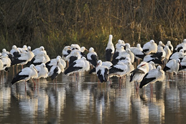 White storks (Ciconia ciconia), large flock roosting in shallow water, Flachsee, Canton Aargau, Switzerland, Europe