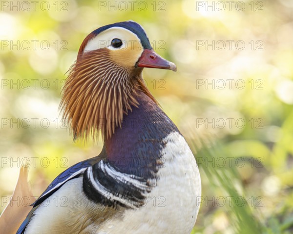 Mandarin duck (Aix galericulata) male, close-up, profile view, background green blurred foliage, bokeh, Dortmund, North Rhine-Westphalia, Germany, Europe