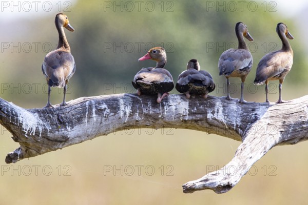 Red-billed whistling duck (Dendrocygna autumnalis) Pantanal Brazil
