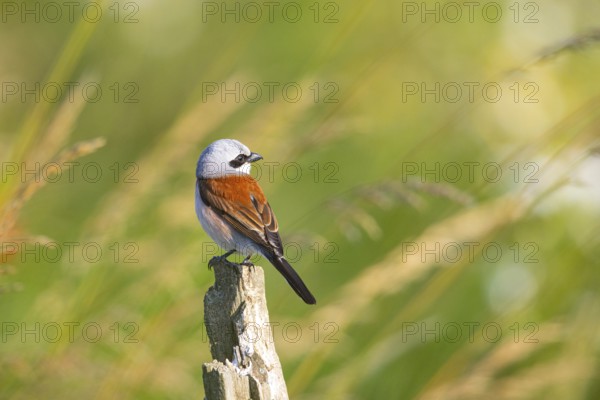 Red-backed shrike (Lanius collurio) ml Germany