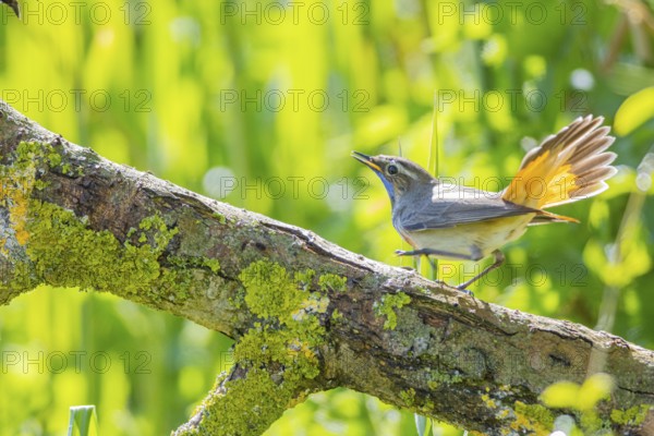 Bluethroat (Luscinia svecica cyanecula) Male Germany