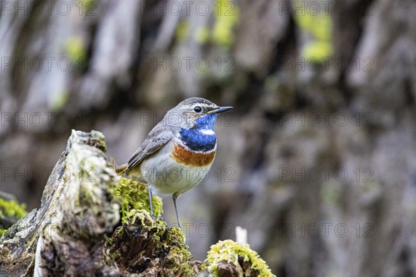 Bluethroat (Luscinia svecica cyanecula) Male Germany