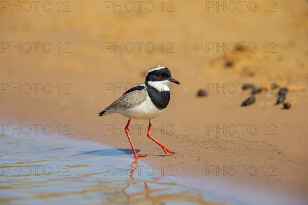 Cayenne plover (Vanellus cayanus) Pantanal Brazil