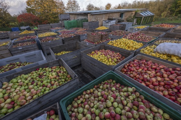 Boxes of fruit delivered to the yard of a cidery, Mecklenburg-Vorpommern, Germany, Europe