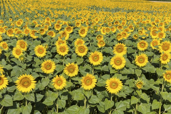 Sunflowers (Helianthus annuus), sunflower field in bloom, Hirschstein, Saxony, Germany, Europe