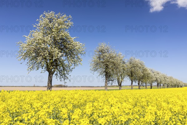 Flowering fruit trees and rape field (Brassica napus) in bloom, near Ganzig, Liebschützberg, Saxony, Germany, Europe