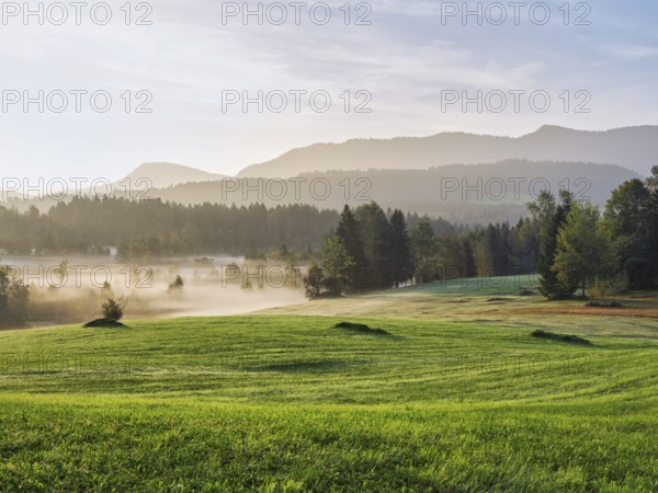 Trees in the early morning mist, Eigenried raised bog, Zugerberg, Canton Zug, Switzerland, Europe