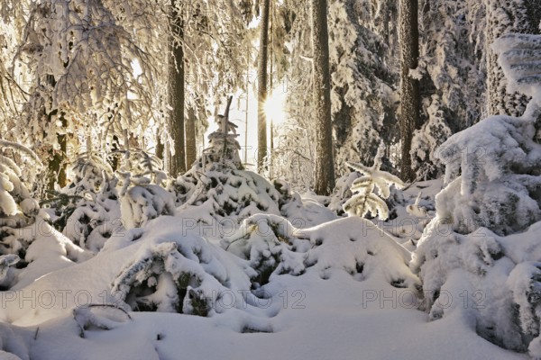 Sun shining through forest in snow and hoarfrost, Horben, Beinwil, Freiamt, Canton Aargau, Switzerland, Europe
