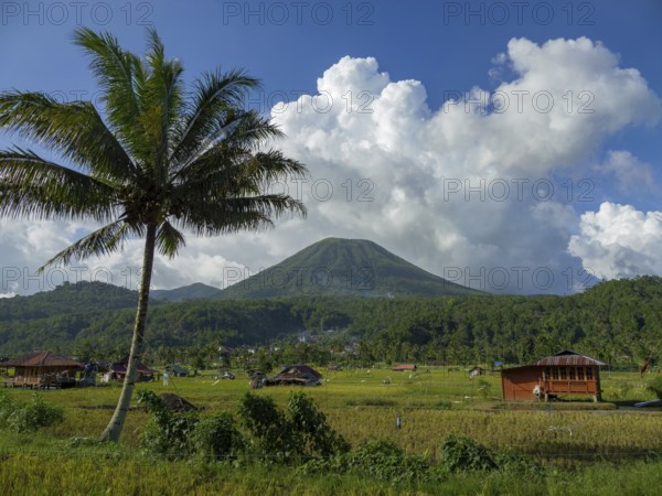 Landscape with rice paddies and huts, Lokon volcano, Tomohon, Manado, Sulawesi
