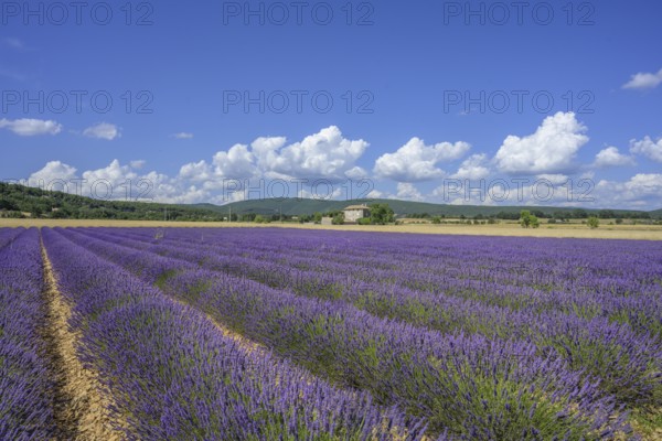 Lavender field and house, Simiane-la-Rotonde, Alpes-de-Haute-Provence, France, Europe