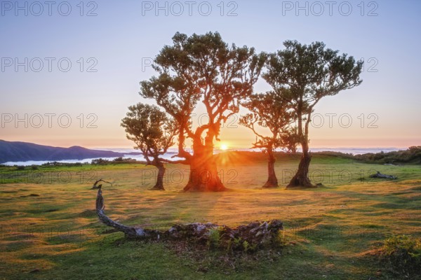 Centuries-old til trees in fantastic magical idyllic Fanal Laurisilva forest on sunset. Madeira island, Portugal, Europe