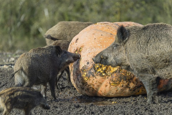 A herd of wild boar (Sus scrofa) stands in a clearing and eats a giant pumpkin