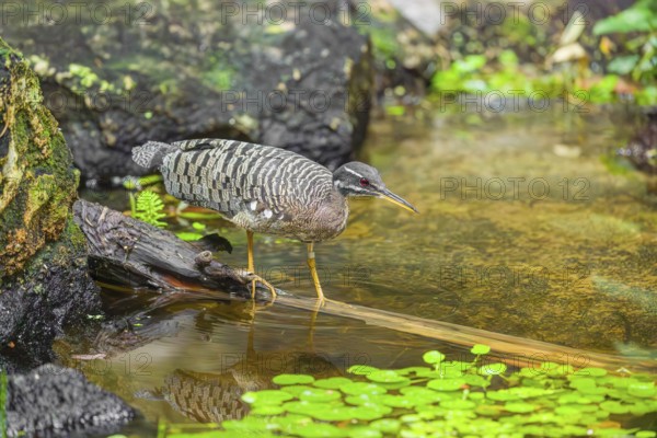 A sunbittern (Eurypyga helias) walks through a shallow creek in a forest searching for food