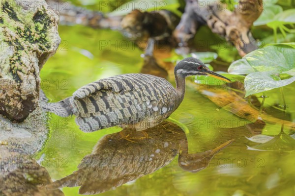 A sunbittern (Eurypyga helias) walks through a shallow creek in a forest searching for food