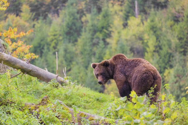 A young male Eurasian brown bear (Ursus arctos arctos) stands grazing on a meadow. In the distance is a forest