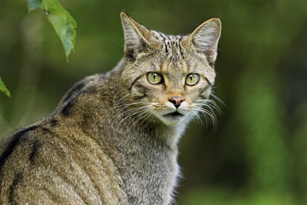European wildcat or forest cat (Felis silvestris), captive, Switzerland, Europe