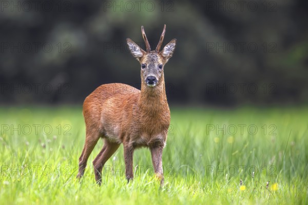 European roe deer (Capreolus capreolus) adult buck, male foraging in grassland, meadow at forest edge in summer