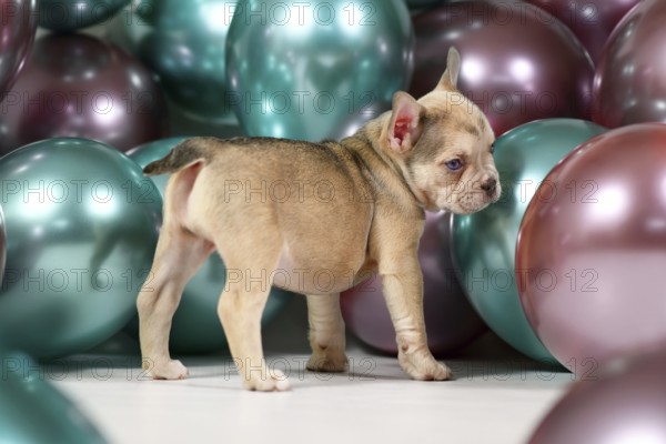 Healthy French Bulldog dog puppy with tail standing in fornt of colorful balloons