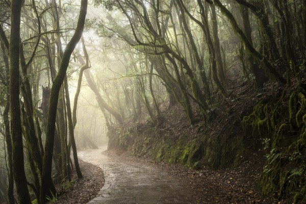 Hiking trail in the cloud forest. Trees with moss and lichen. Foggy weather. Garajonay National Park, La Gomera, Canary Islands, Spain, Europe