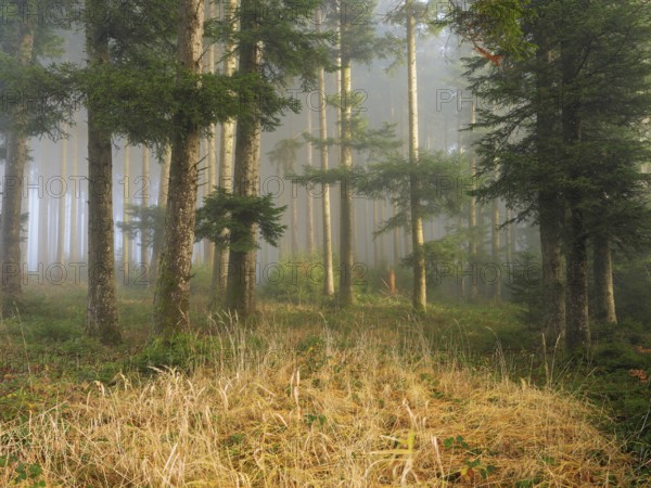 Coniferous forest in the fog, Horben, Freiamt, Canton Aargau, Switzerland, Europe