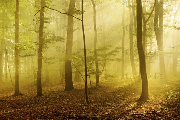 Sunbeams in the morning mist in the deciduous forest, near Freyburg, Burgenlandkreis, Saxony-Anhalt, Germany, Europe