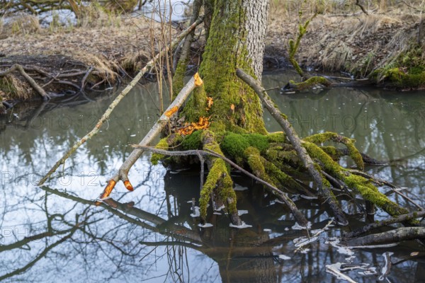 Winterladscape of tree bitten by a Eurasian beaver (Castor fiber) in a swamp, Lengenbach, Deining, Upper Palatinate, Bavaria, Germany, Europe