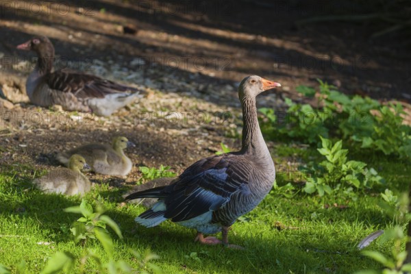 One couple of adult Greylag Goose, Anser anser, with three chicks walk over a green meadow