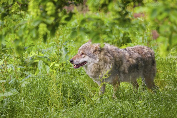 An adult male gray wolf (Canis lupus lupus) runs across a green meadow in hilly terrain