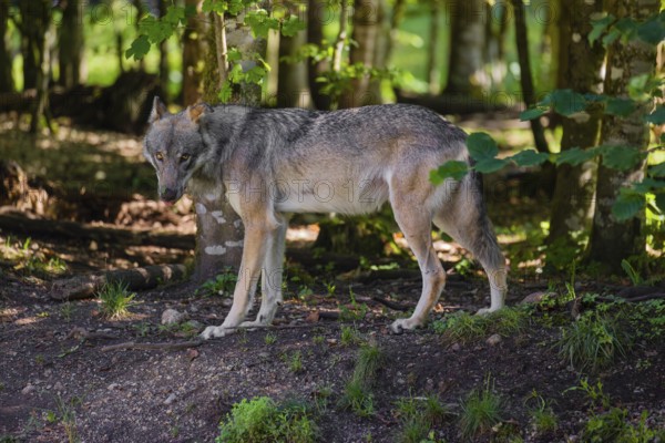 A male gray wolf (Canis lupus lupus) stands at the edge of a forest watching something