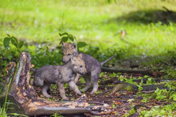 Gray wolf pups (Canis lupus lupus) play close to their den on a rainy day