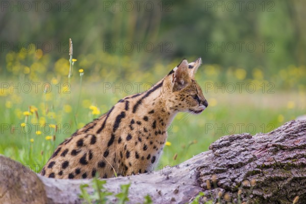 A serval, Leptailurus serval, sits behind a dead tree lying on a green meadow with some dandelion flowering