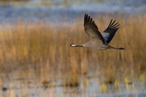 Crane (Grus grus), Hornborgorsjön, Sweden, Europe