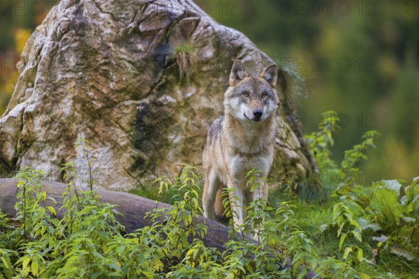 One eurasian gray wolf (Canis lupus lupus) stands on a log in front of a rock between green vegetation, observing the area. Intensive fall colours in the background