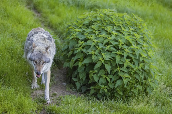 One eurasian gray wolf (Canis lupus lupus) runs over a green meadow in an open forest