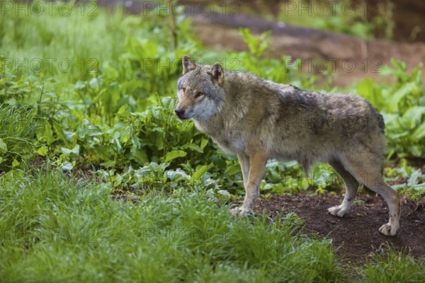 One eurasian gray wolf (Canis lupus lupus) stands on the forest floor over dead leafes