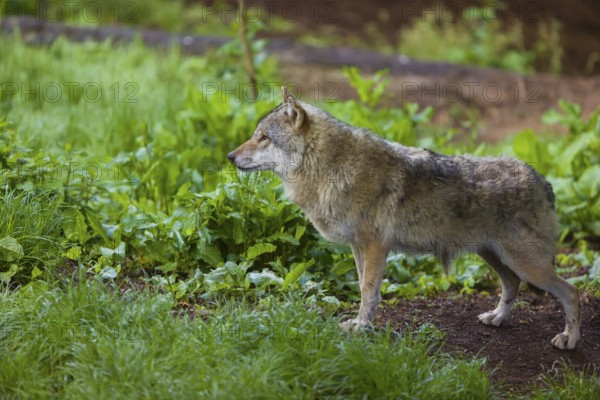 One eurasian gray wolf (Canis lupus lupus) stands on the forest floor over dead leafes