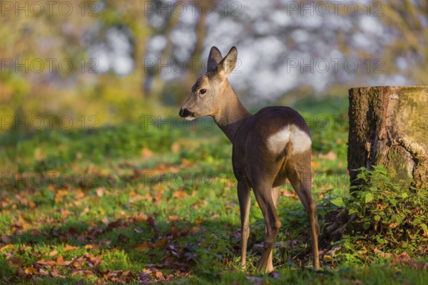 A female roe deer (Capreolus capreolus) stands next to a tree stump in a meadow at sunrise