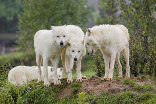 A pack of Arctic wolves (Canis lupus arctos) stands on a small hill