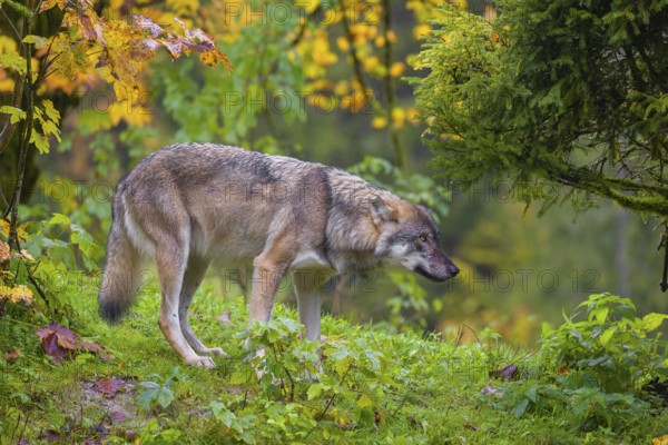 An adult male eurasian gray wolf (Canis lupus lupus) stands on hilly terrain on a green meadow, framed by colorful fall foliage