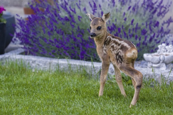 A fawn (Capreolus capreolus), standing in a garden. Hand raised orphan