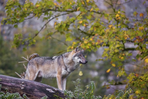 A Eurasian gray wolf (Canis lupus lupus) stands on a hill between rocks and rotting tree trunks. Behind it lies a forest in intense autumn colors